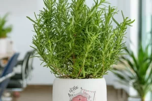 TOP 10 Cây thuốc nam chữa bệnh ra mồ hôi nhiều, hiệu quả