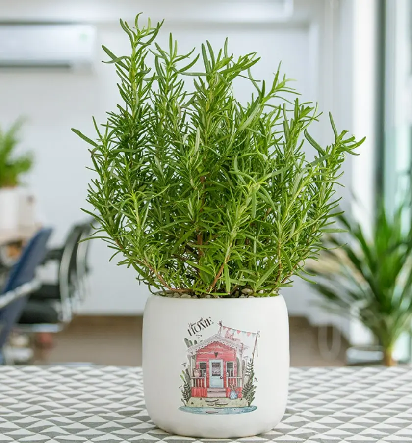 Cây cây xạ hương - Cây thuốc nam chữa bệnh ra mồ hôi nhiều