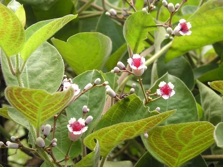 Cây lá mơ lông 