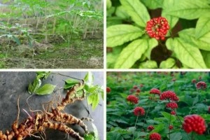 Giá sâm ngọc linh Việt Nam là bao nhiêu tiền trên 1kg?