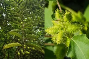 Top những cây thuốc nam chữa bệnh bướu cổ hiệu quả nhất