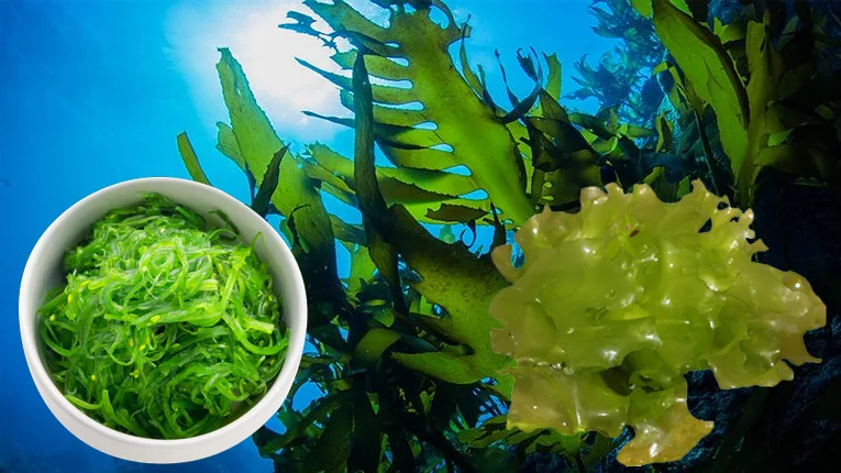 Chữa bướu cổ bằng hải tảo (rong biển)