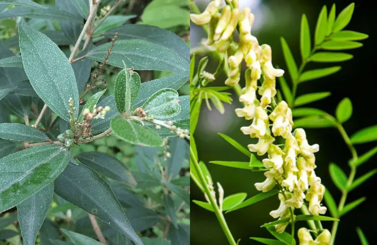 Chữa bướu cổ bằng khổ sâm nam