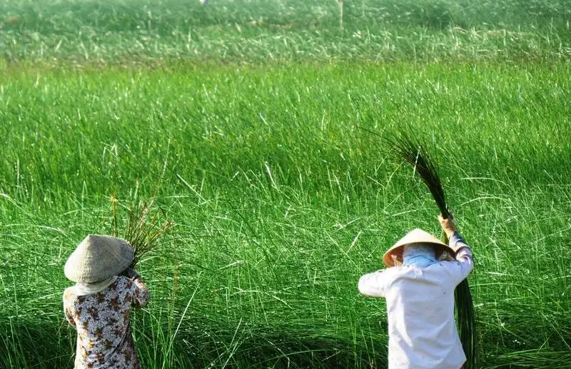 Cỏ bàng - Cây thuốc chữa lạc nội mạc tử cung