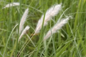 Cây thuốc nam chữa viêm tuyến tiền liệt liệu có tốt không?