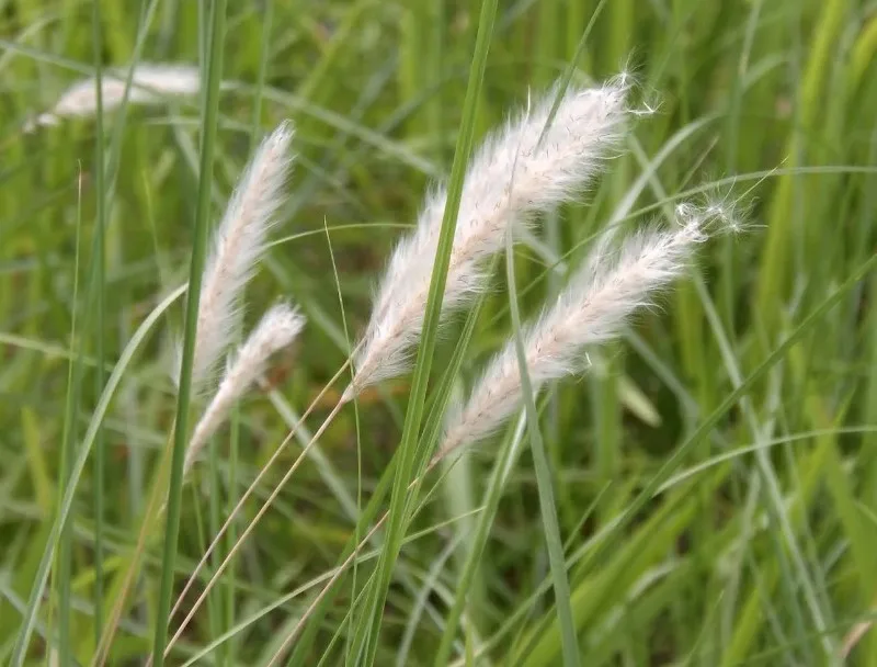 Cỏ tranh - Cây thuốc nam chữa viêm tuyến tiền liệt