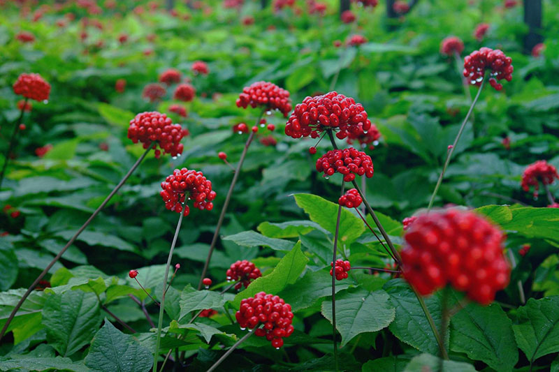 Đặc điểm nhận dạng hoa sâm ngọc linh