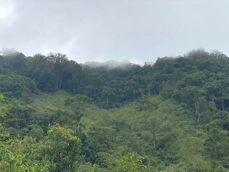 Điều kiện trồng sâm Ngọc Linh