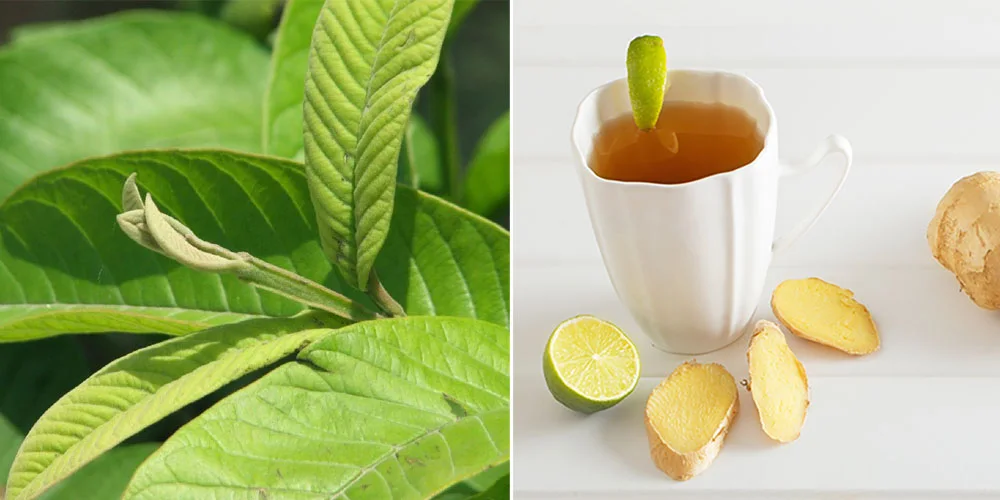 Giảm cân bằng lá ổi