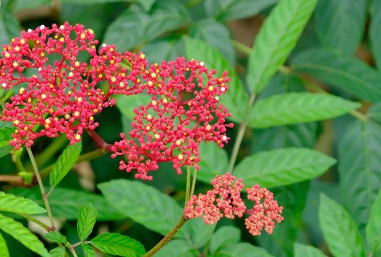 Gối hạc chữa xương khớp