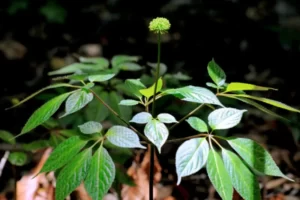 Lá sâm ngọc linh có tác dụng gì? Cách sử dụng như thế nào?