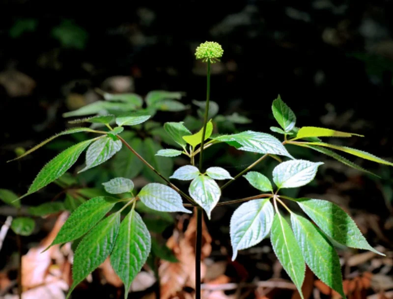 Hình ảnh lá sâm ngọc linh