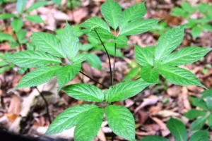 Hình ảnh lá sâm ngọc linh| Ứng dụng và công dụng thực tế