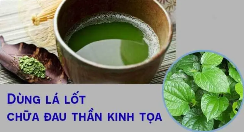 Lá lốt giúp chữa bệnh đau dây thần kinh tọa