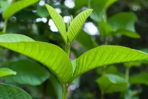 TOP 15+ Cây thuốc chữa lạc nội mạc tử cung hiệu quả nhất