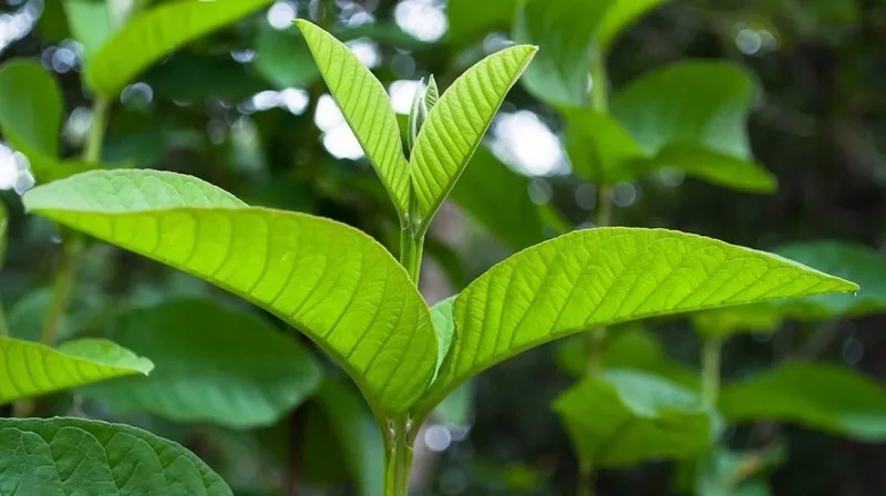 Lá ổi - Cây thuốc chữa lạc nội mạc tử cung