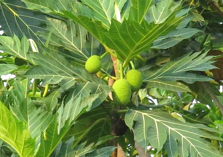 Lá sa kê - Cây thuốc nam chữa bệnh gút