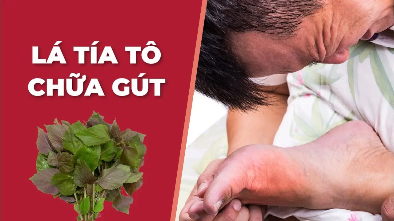 Lá tía tô trị bệnh gút