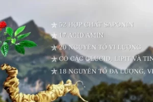 Sâm ngọc linh quý như thế nào?| Quốc Bảo của Việt Nam