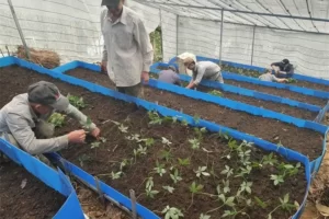 Hướng dẫn cách trồng sâm ngọc linh cho chất lượng tốt nhất