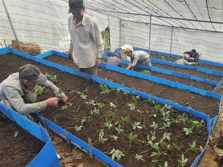 Mật độ và cách trồng sâm ngọc linh