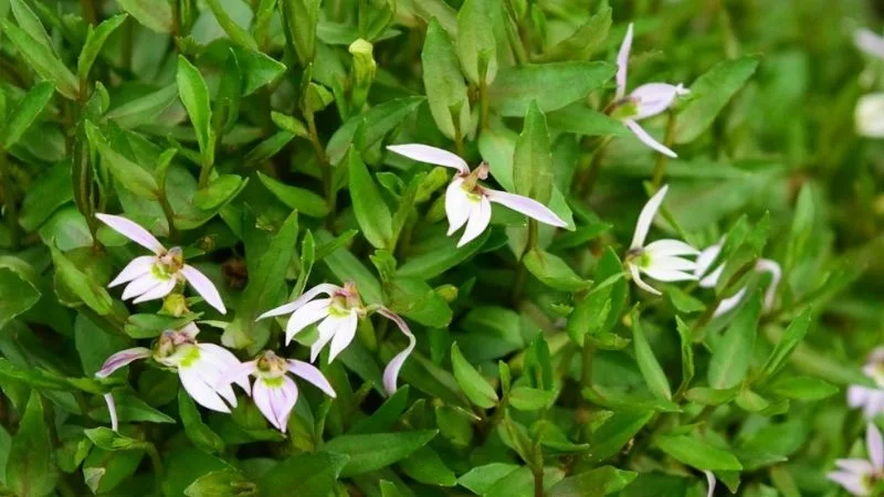 Những cây thuốc nam chữa bệnh bướu cổ - Bán biên liên