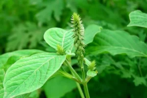 Những cây thuốc nam chữa bệnh xương khớp an toàn, hiệu quả