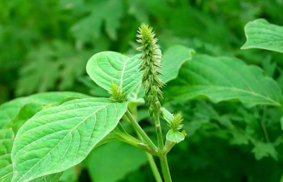 Những cây thuốc nam chữa bệnh xương khớp