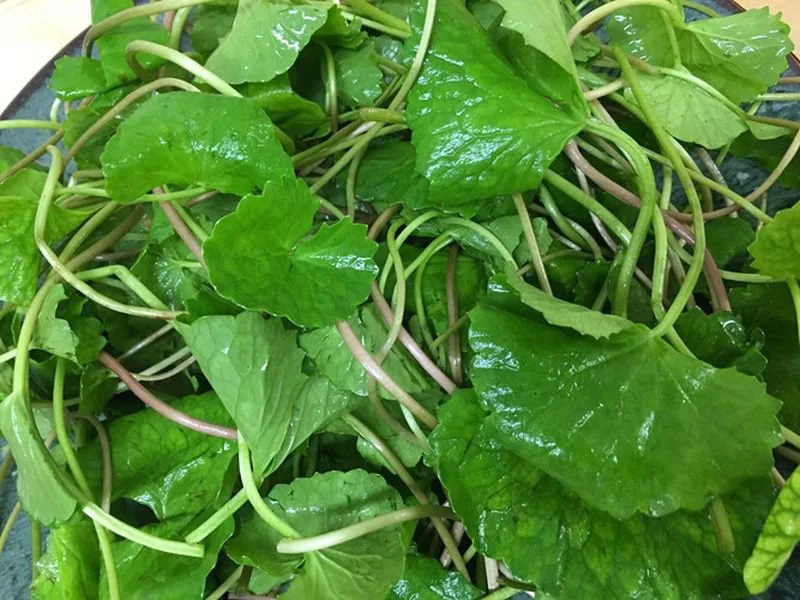 Rau má làm mát gan