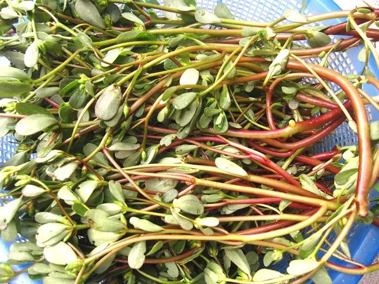 Rau sam giảm cân