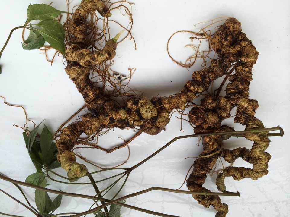 Thu hoạch củ sâm Ngọc Linh sau khi gieo hạt từ 6 đến 8 năm