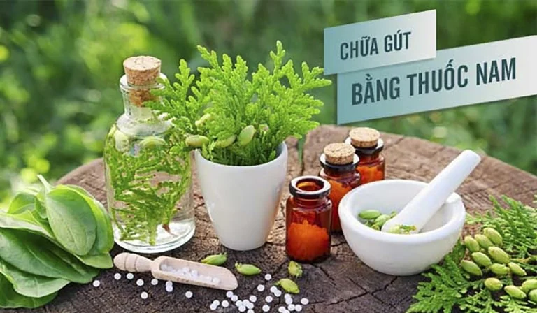 Sử dụng những cây thuốc nam chữa bệnh gút rất an toàn