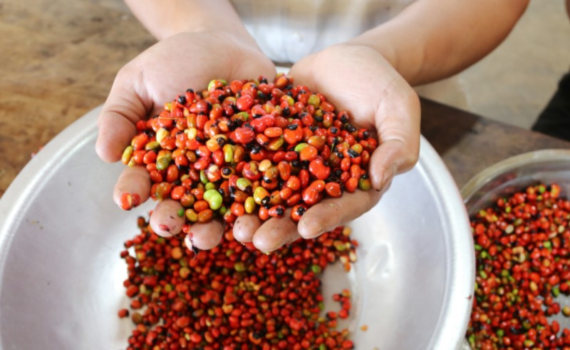 Thu hoạch hạt giống sâm Ngọc Linh