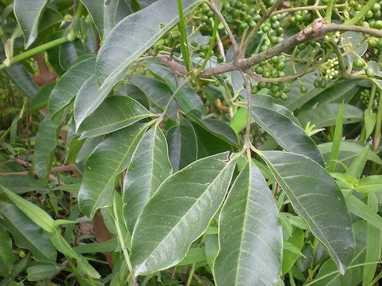 Thuốc nam chữa bệnh bướu cổ - ba chạc