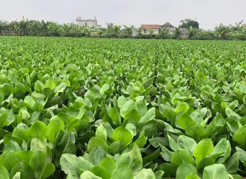 Trạch tả - Cây thuốc nam chữa bệnh gút