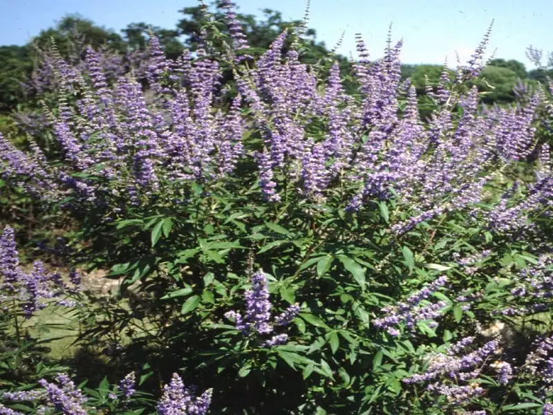 Trinh nữ châu âu (vitex)