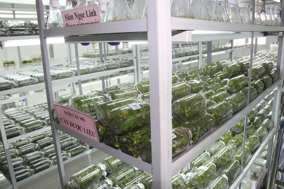 Trồng sâm ngọc linh bằng cách nuôi cấy mô