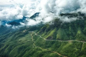 Sâm ngọc linh trồng ở đâu chất lượng và hiệu quả tốt nhất?