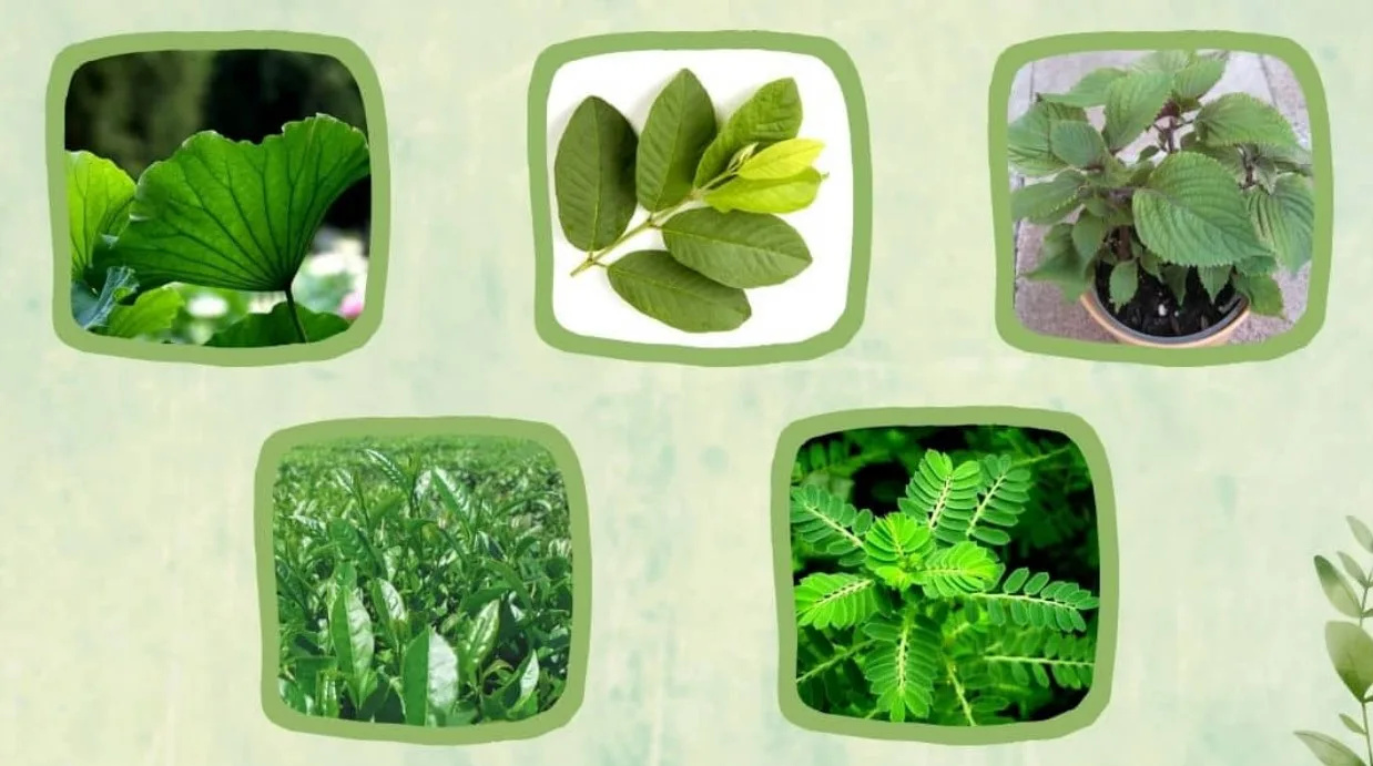 Cây thuốc nam giảm cân