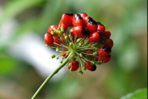 Hoa sâm ngọc linh có tác dụng gì? Cách sử dụng đúng