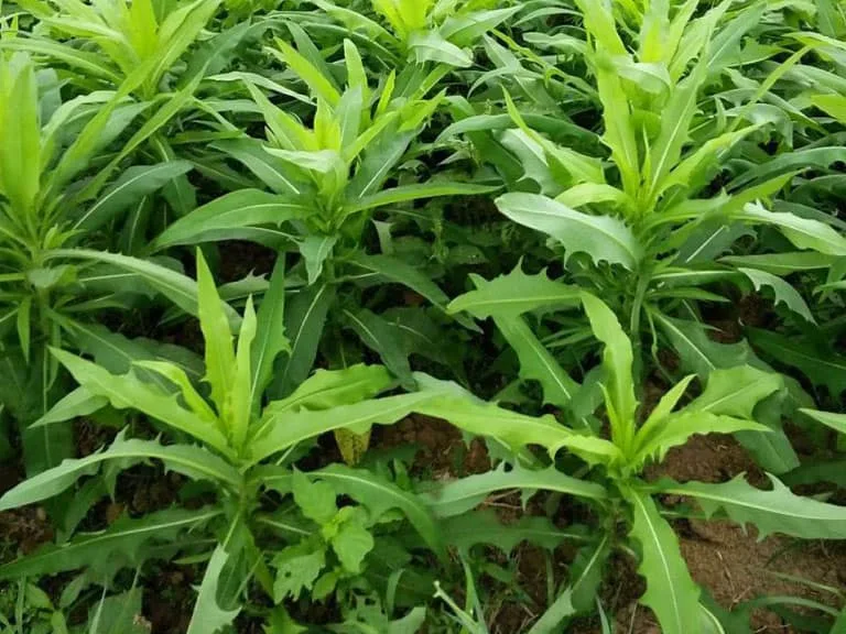 Cây bồ công anh có tác dụng giúp thải độc, bổ gan