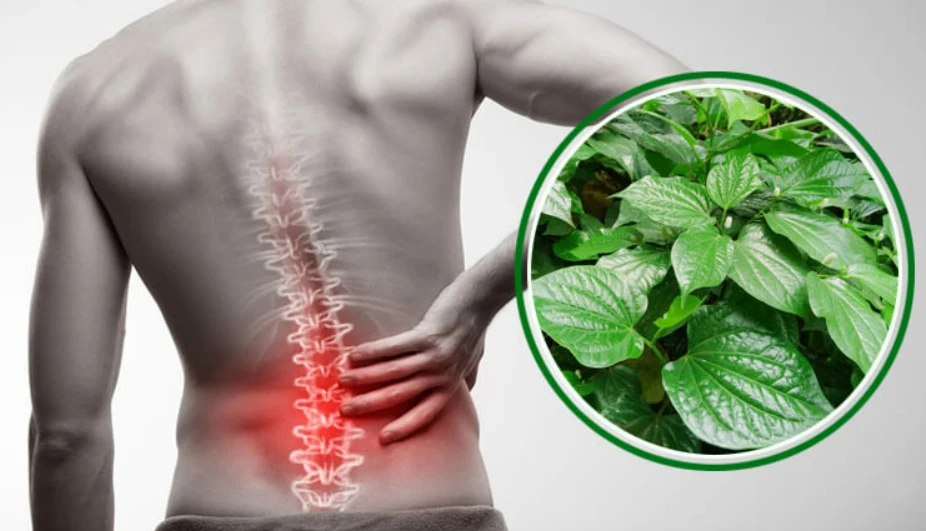 Cây lá lốt chữa đau lưng hiệu quả