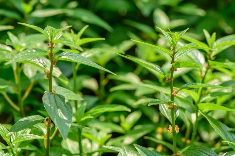 Cây thuốc dòi chữa bệnh gì hiệu quả
