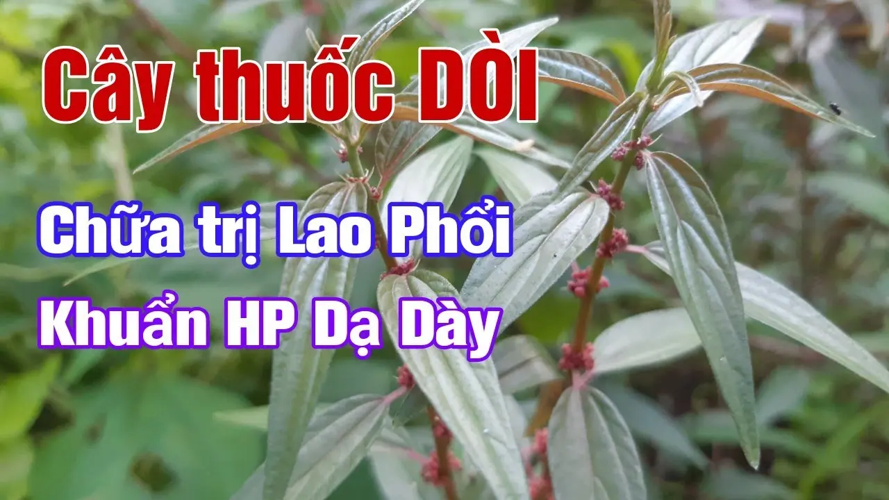 Cây thuốc dòi trị bệnh