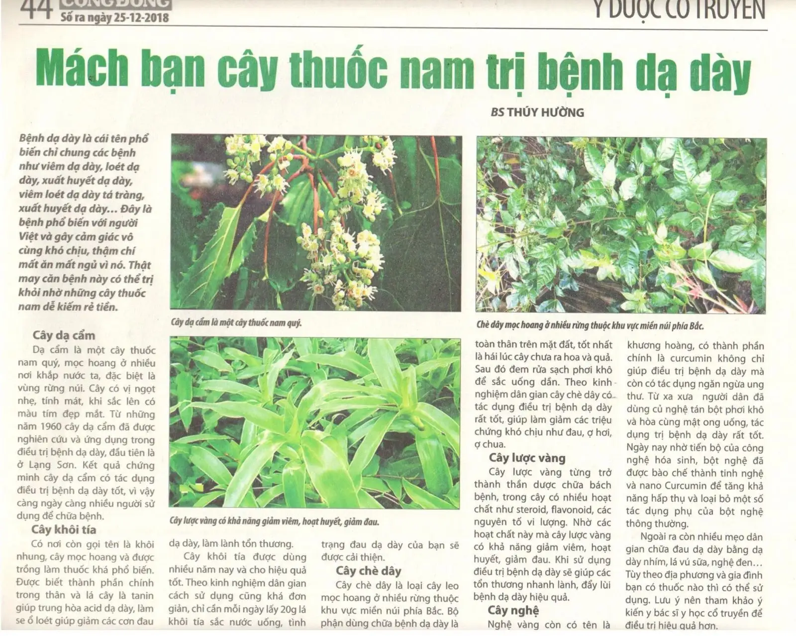 Chữa đau dạ dày bằng cây thuốc nam