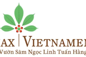 TOP những địa chỉ mua sâm ngọc linh ở hà nội uy tín nhất