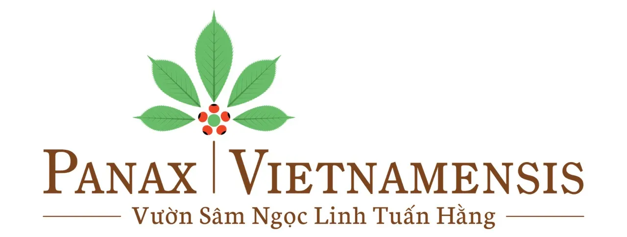 Công Ty TNHH Sâm Tuấn Hằng