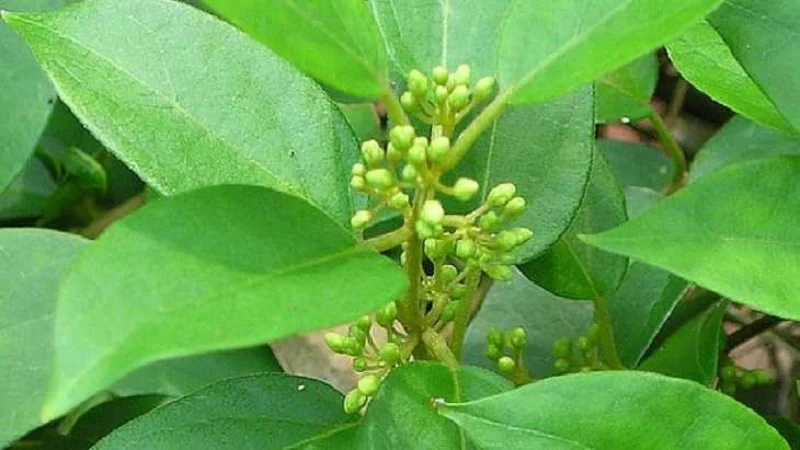 Dây thìa canh - Cây thuốc nam chữa bệnh tiểu đường
