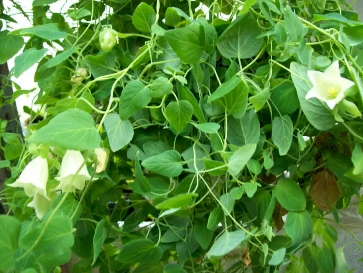 Lá và hoa Sâm dây Ngọc Linh