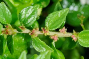 Cây thuốc dòi có tác dụng gì? Dùng cây thuốc dòi tốt không?